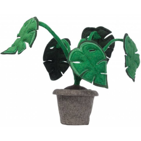 Monstera plant vilt